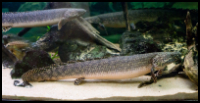 Ornate Bichir Adult