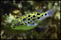Green Spotted Puffer Close up