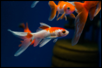 Two Color Goldfish