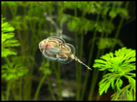 loach on the glass