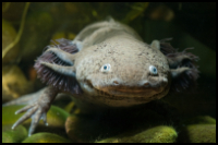 axolotl