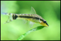 Otocinclus Feeding