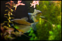 plants and gourami pearl