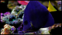 side view purple tang