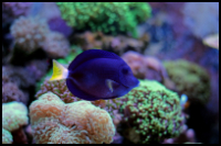 reef tank purple tang
