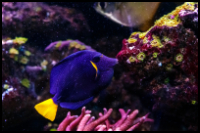coral purple tang