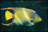 Queen Anglefish