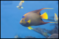 queen angelfish in a tank