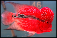 Red flowerhorn