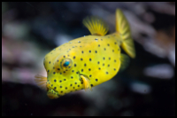 side view boxfish