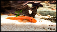 Super Red Bristlenose Pleco