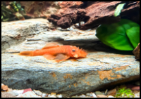 Super Red Bristlenose Pleco