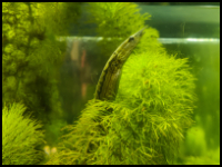 spiny eel