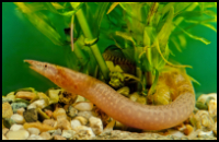 Zigzag eel