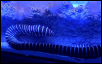 Zebra Moray Eel