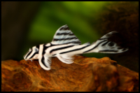 Zebra Pleco on Wood