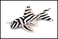 Zebra Pleco White Background