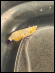 Purple Legged Peanut Shrimp