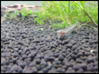 Neon Goby Front