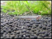 Neon Goby Side View