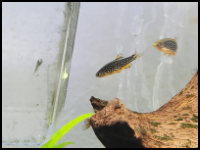 Galaxy Rasbora