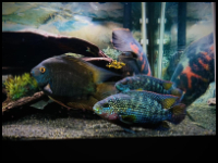 male and female jack dempsey