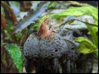 Playful Bamboo Shrimp