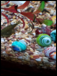 Hillstream Loach Babies