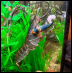 Cherax boesemani