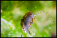 Bladder Snail