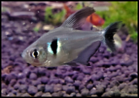 Black Phantom Tetra