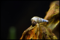 Malaysian Trumpet Snail