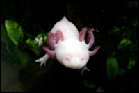 Axolotl Pink