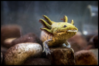 Ambystoma Mexicanum