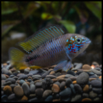 Apistogramma borellii - Male