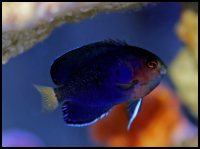 Pygmy Yellowtail Angelfish