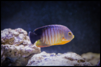 Eibli Angelfish