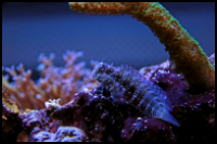 Lawnmower blenny