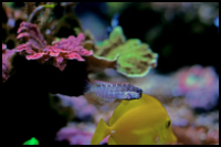 Rock Blenny