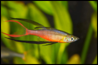 Threadfin Rainbow