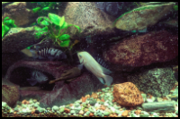 Albino Convict Cichlid