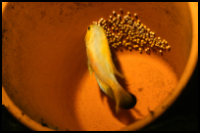 Albino Convict Cichlid