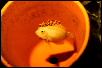 Albino Convict Cichlid