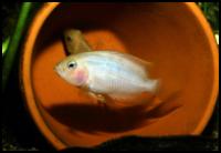 Albino Convict Cichlid