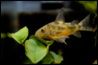 Blue Leopard Corydoras