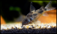 Corydoras Paleatus