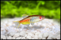 Glowlight Danio