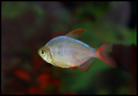 hyphessobrycon ecuadoriensis