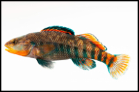 Etheostoma caeruleum