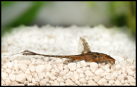 Red lizard whiptail